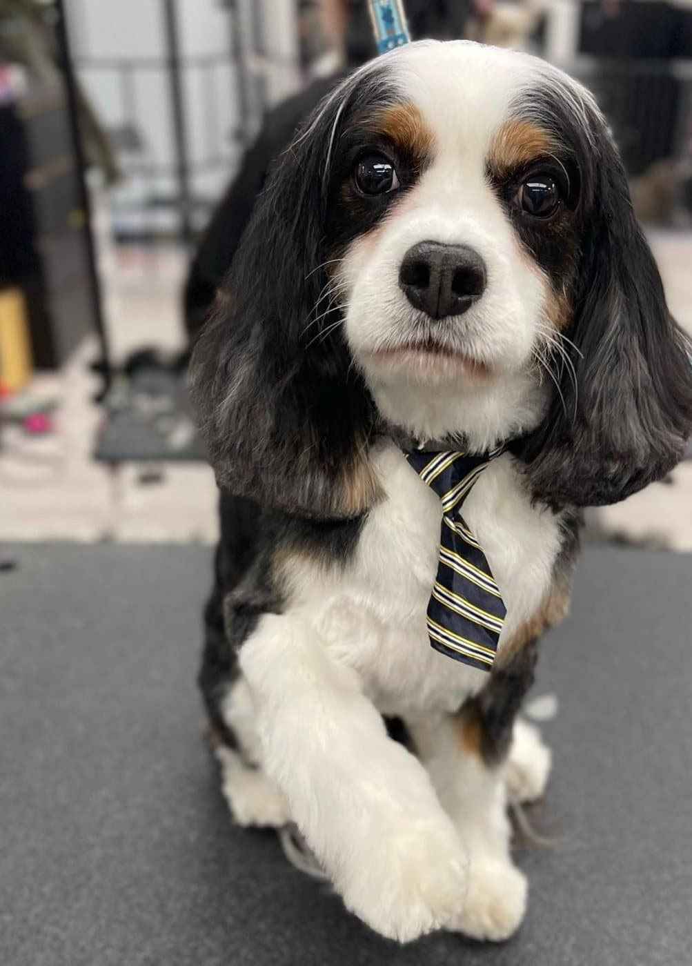 Tricolour Cavalier King Charles Spaniel with a neat tidy and necktie, groomed at Kayenna Spa in SW Calgary
