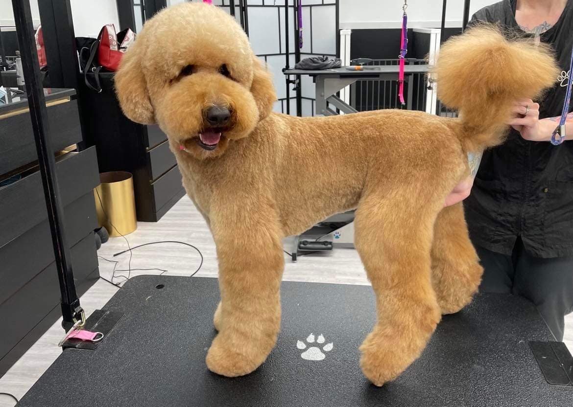 Apricot doodle with a rounded teddy bear head and scissored legs, groomed at Kayenna Spa in SW Calgary
