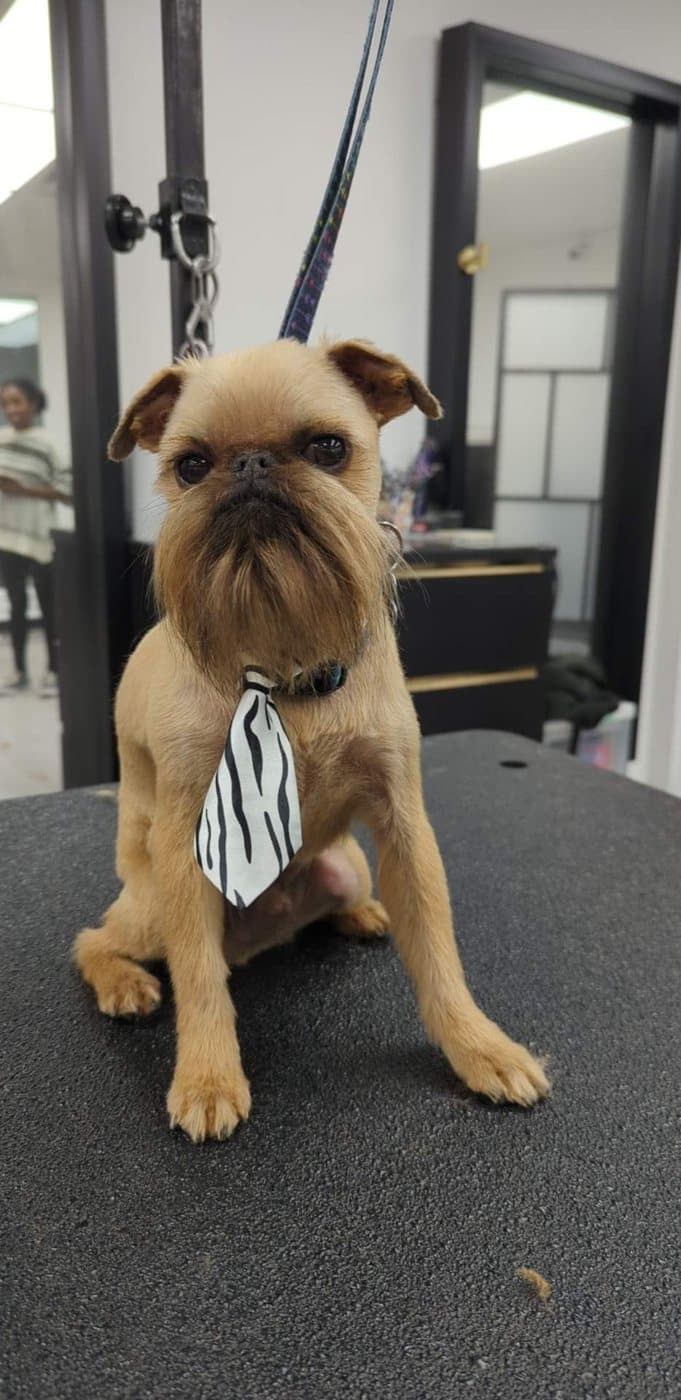 Brussels Griffon with a hand-tidied beard, groomed at Kayenna Spa in SW Calgary