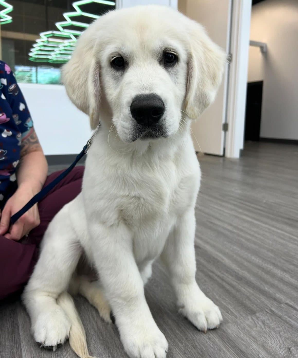 English cream golden retriever puppy at their first visit, groomed at Kayenna Spa in SW Calgary