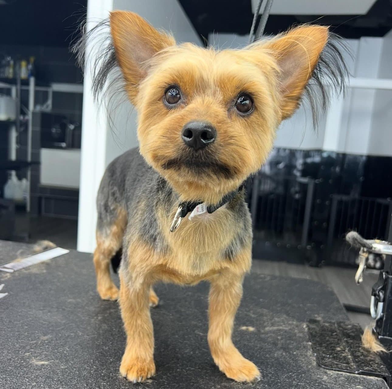 Yorkshire Terrier with a short puppy cut and feathered ears, groomed at Kayenna Spa in SW Calgary