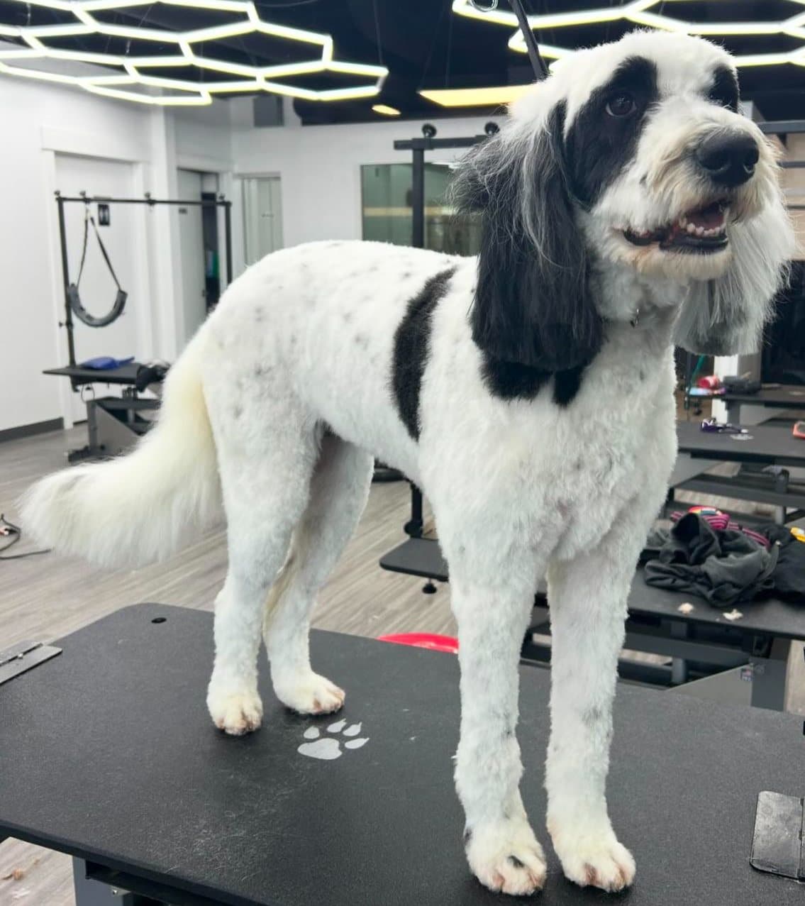 Black and white sheepadoodle with a scissored body, groomed at Kayenna Spa in SW Calgary