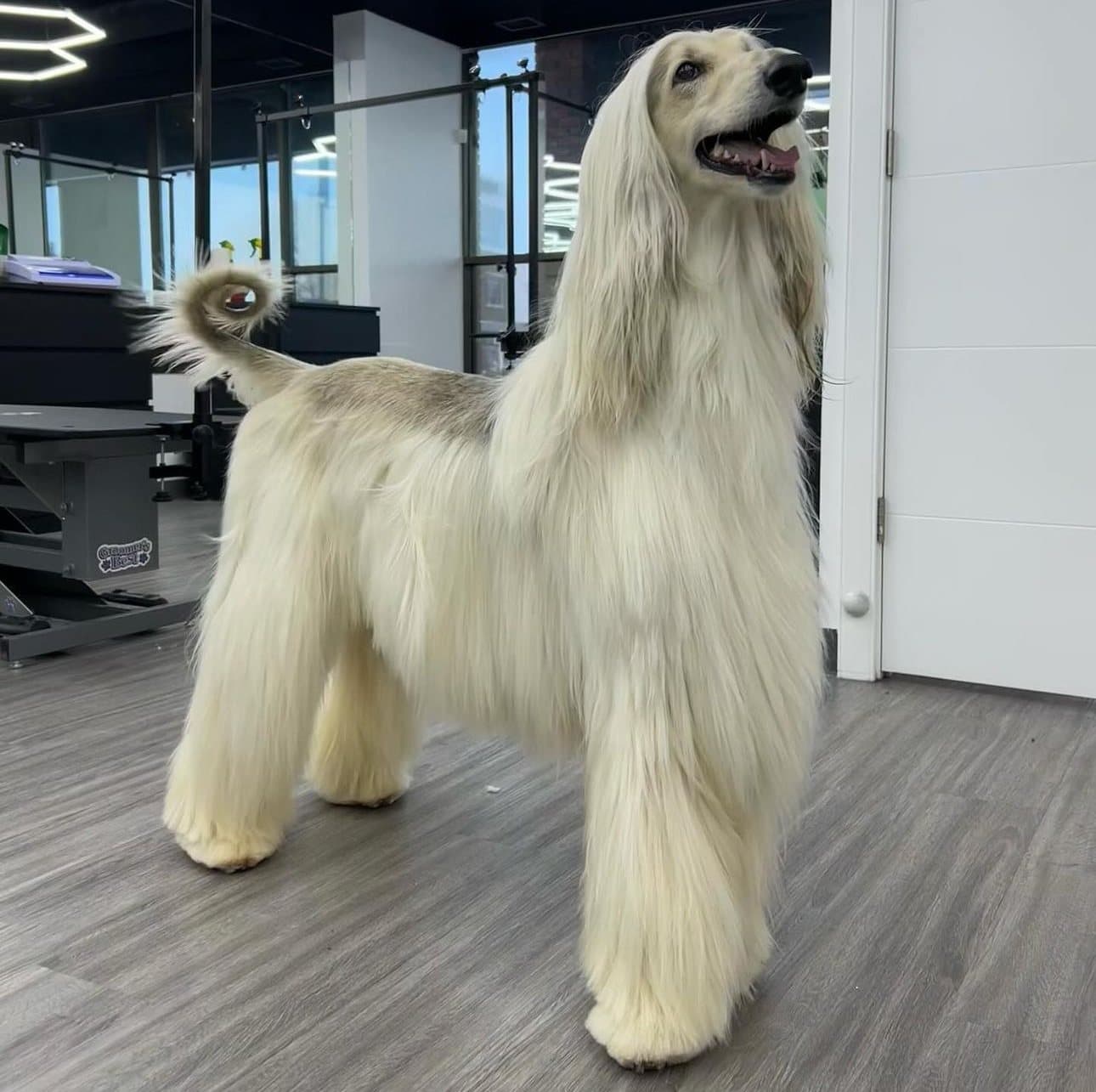 Afghan Hound with a long, silky show coat, groomed at Kayenna Spa in SW Calgary