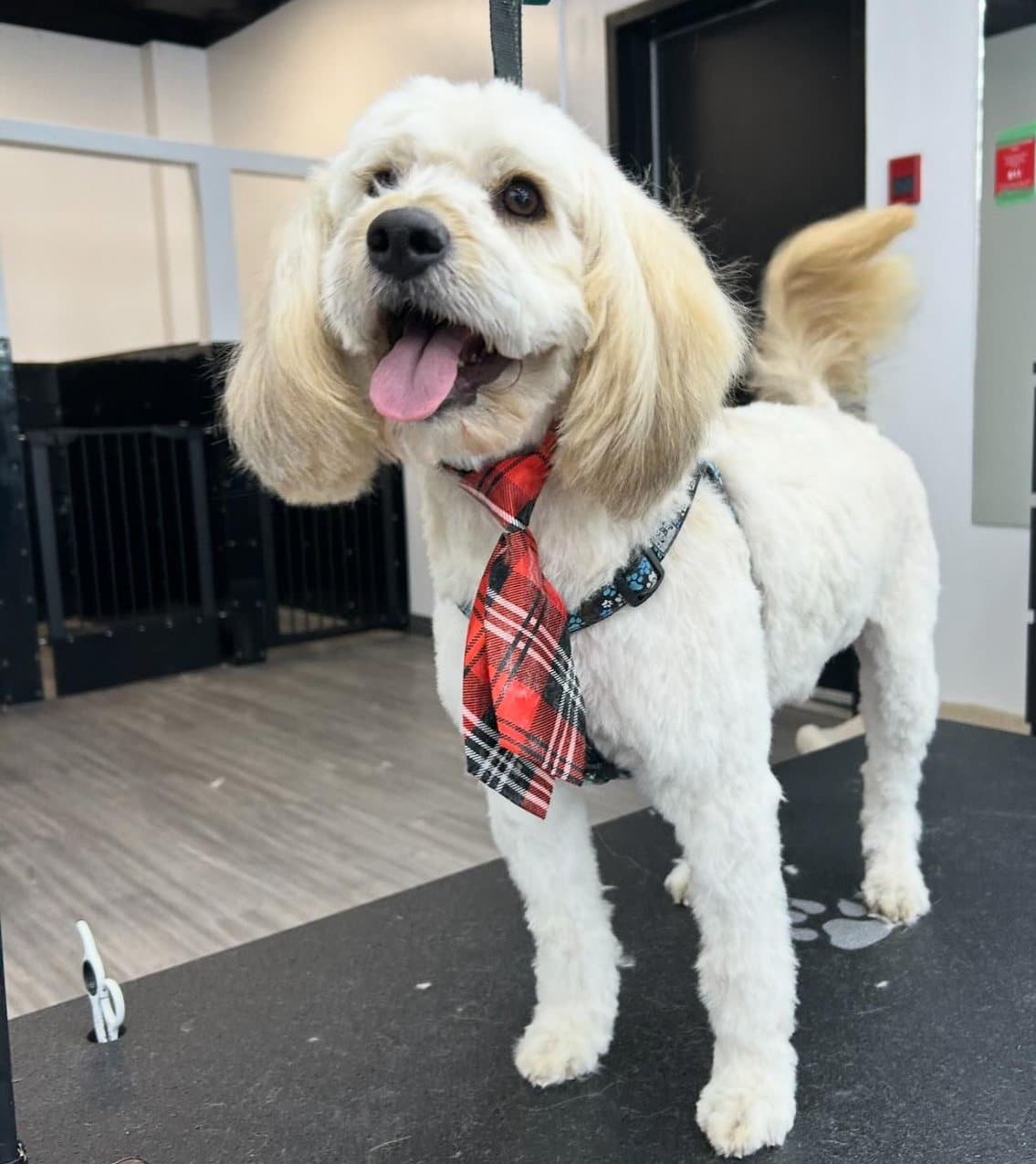 Cream cockapoo with long ears and a plaid tie, groomed at Kayenna Spa in SW Calgary