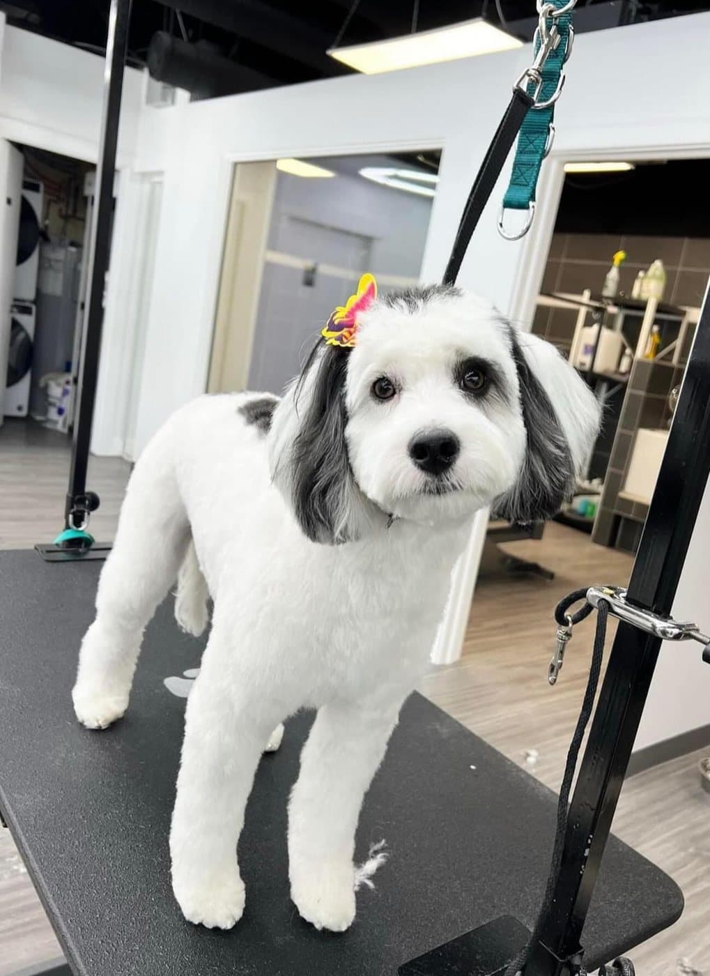 Black and white doodle with a short body clip and a hair clip, groomed at Kayenna Spa in SW Calgary