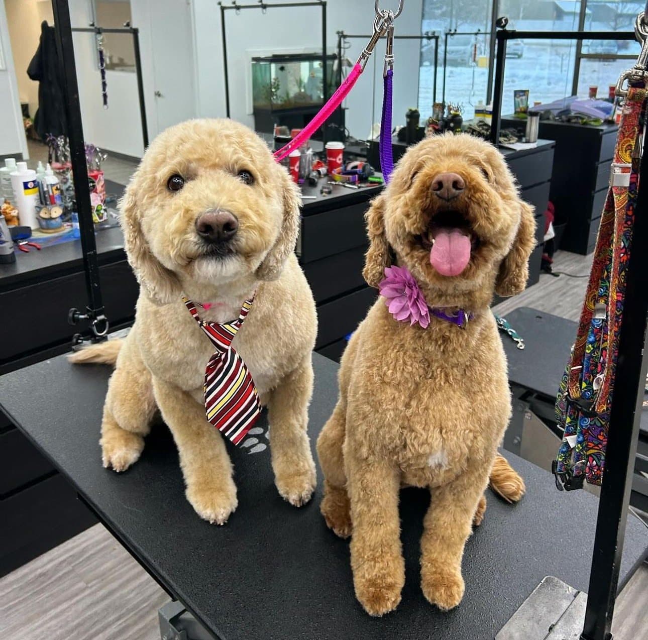 Two goldendoodles with matching teddy bear cuts, groomed at Kayenna Spa in SW Calgary