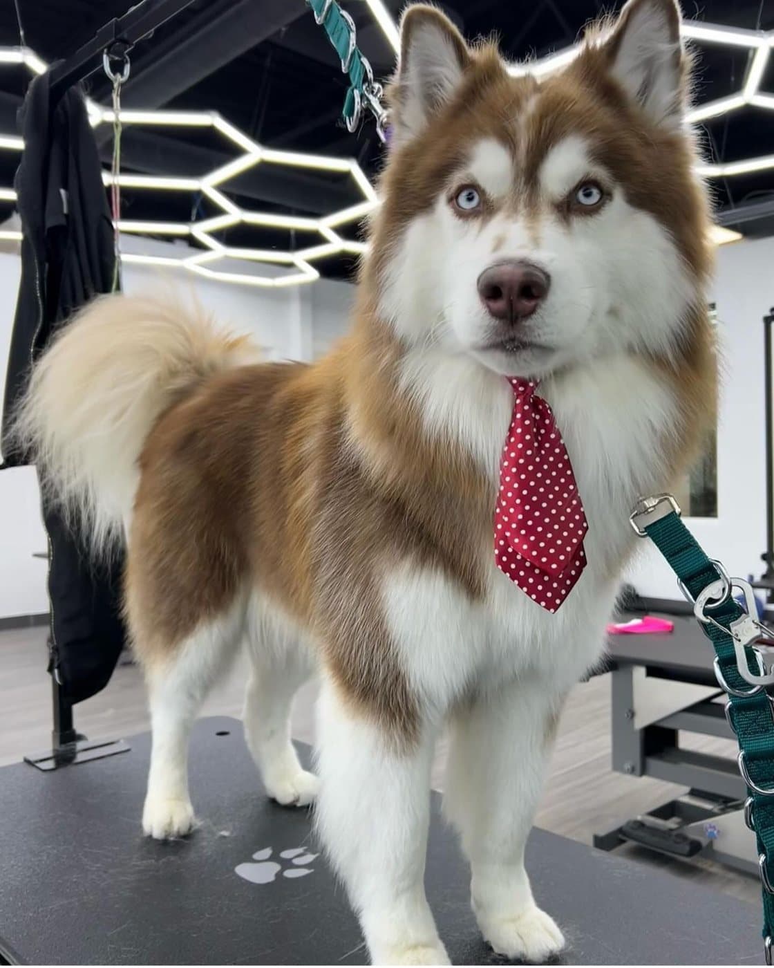 Red and white Siberian Husky after a de-shedding treatment, groomed at Kayenna Spa in SW Calgary