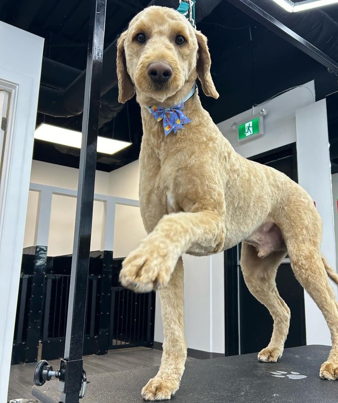 Apricot doodle in a short, even all-over clip, groomed at Kayenna Spa in SW Calgary