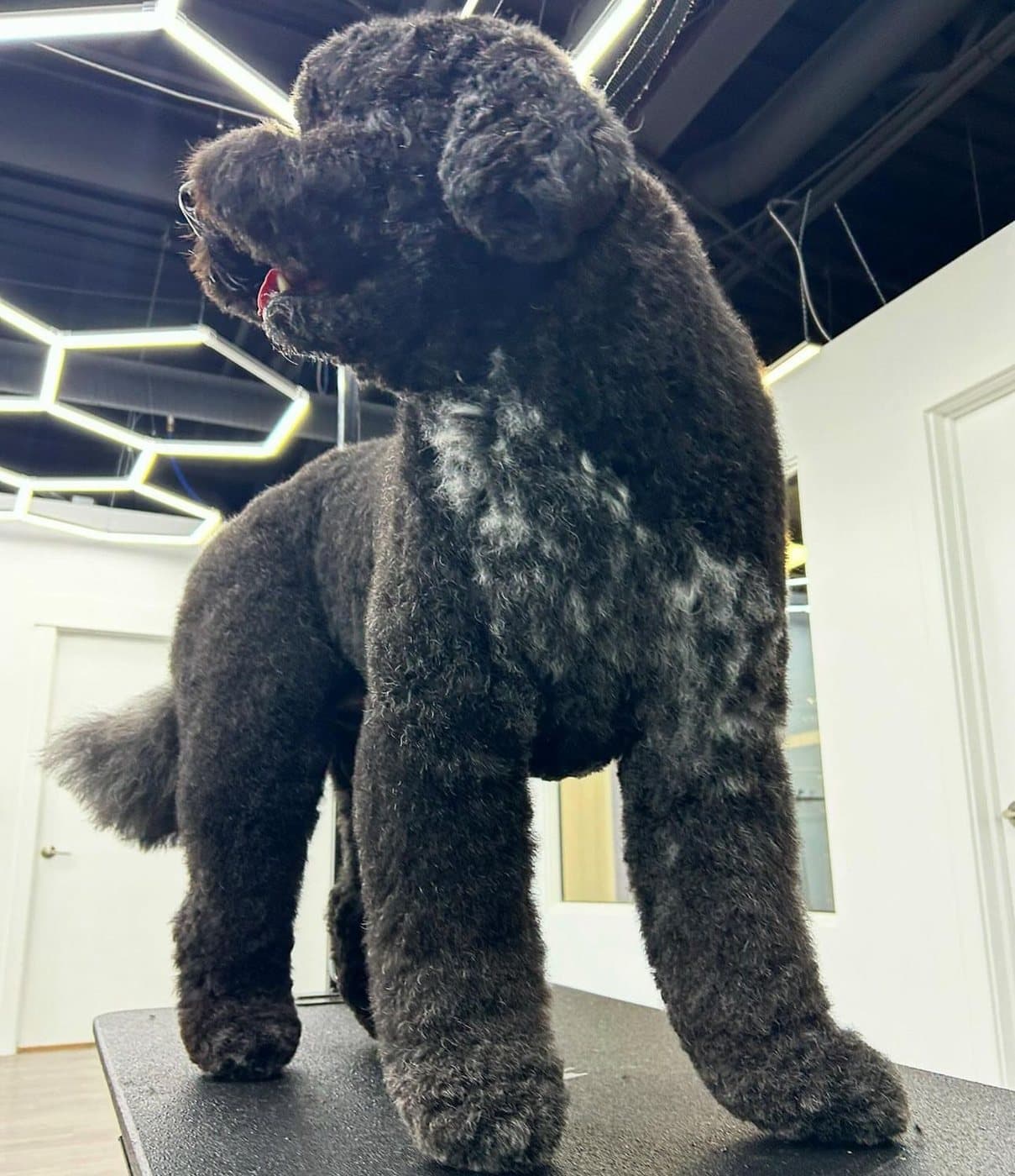 Black curly-coated doodle with a scissored face, groomed at Kayenna Spa in SW Calgary
