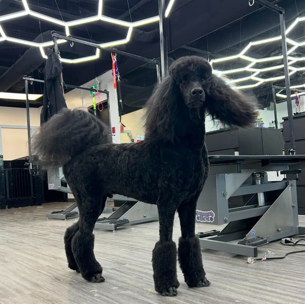 Black Standard Poodle in a continental-style show trim, groomed at Kayenna Spa in SW Calgary