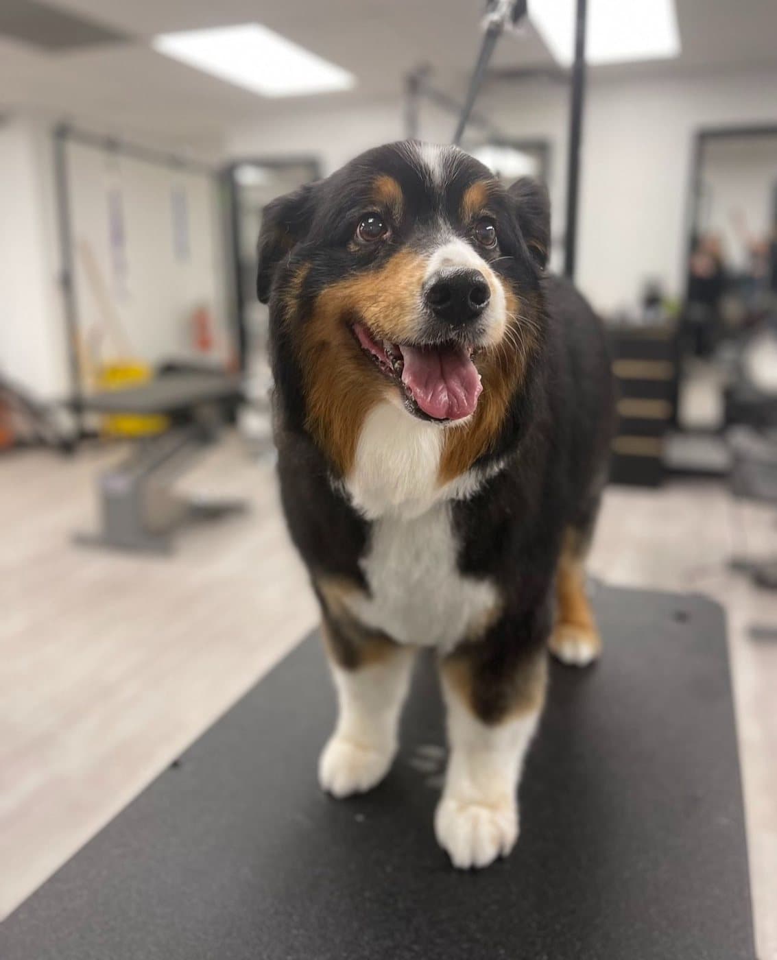 Happy tricolour Australian Shepherd after a de-shed, groomed at Kayenna Spa in SW Calgary