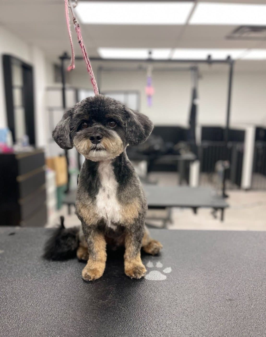 Small tri-colour doodle in a teddy bear cut, groomed at Kayenna Spa in SW Calgary