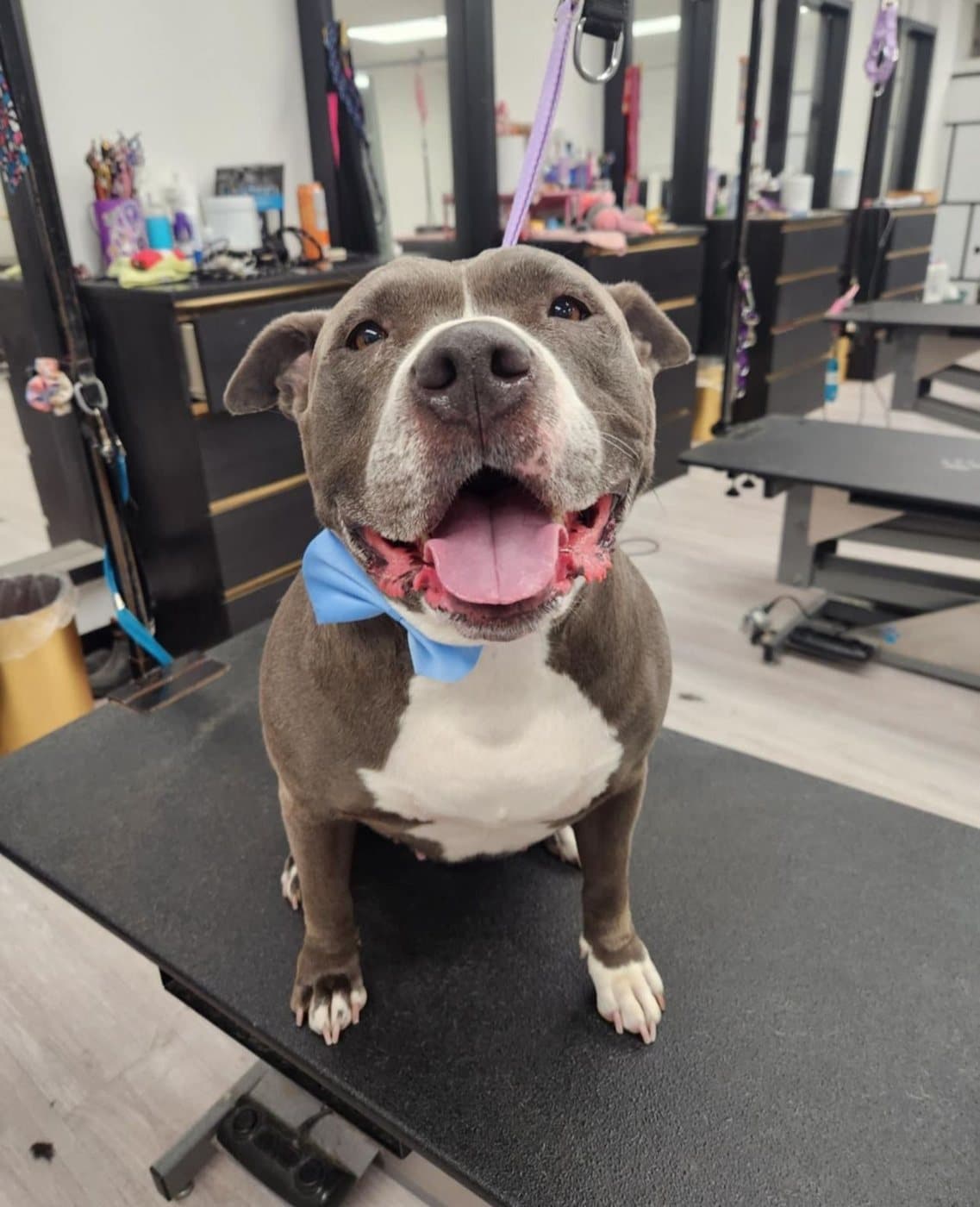 Smiling blue pit bull in a bow tie after a spa bath, groomed at Kayenna Spa in SW Calgary