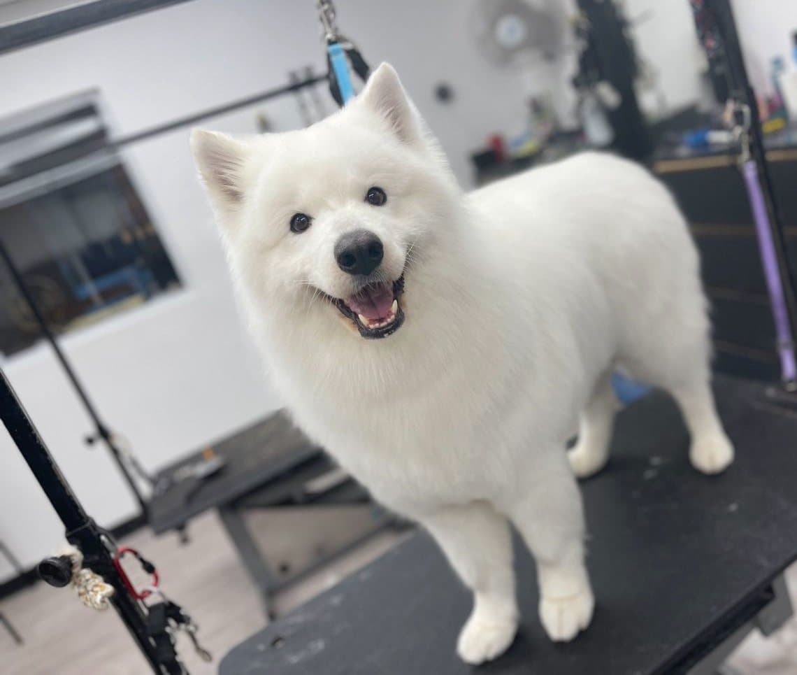 Fluffy white Samoyed after a full bath and blow-out, groomed at Kayenna Spa in SW Calgary